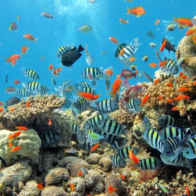 Parco Marino di Ko Rang Tailandia