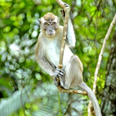 Macaco dall coda lunga: Borneo Indonesiano