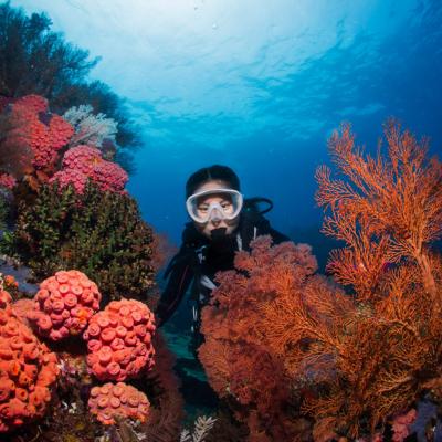 Diving a Raja Ampat, Papua, Indonesia