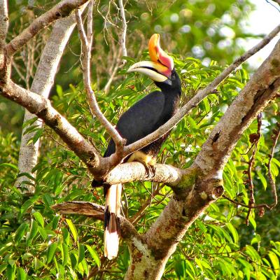 Birdwatching, Kalimantan, Borneo, Indonesia