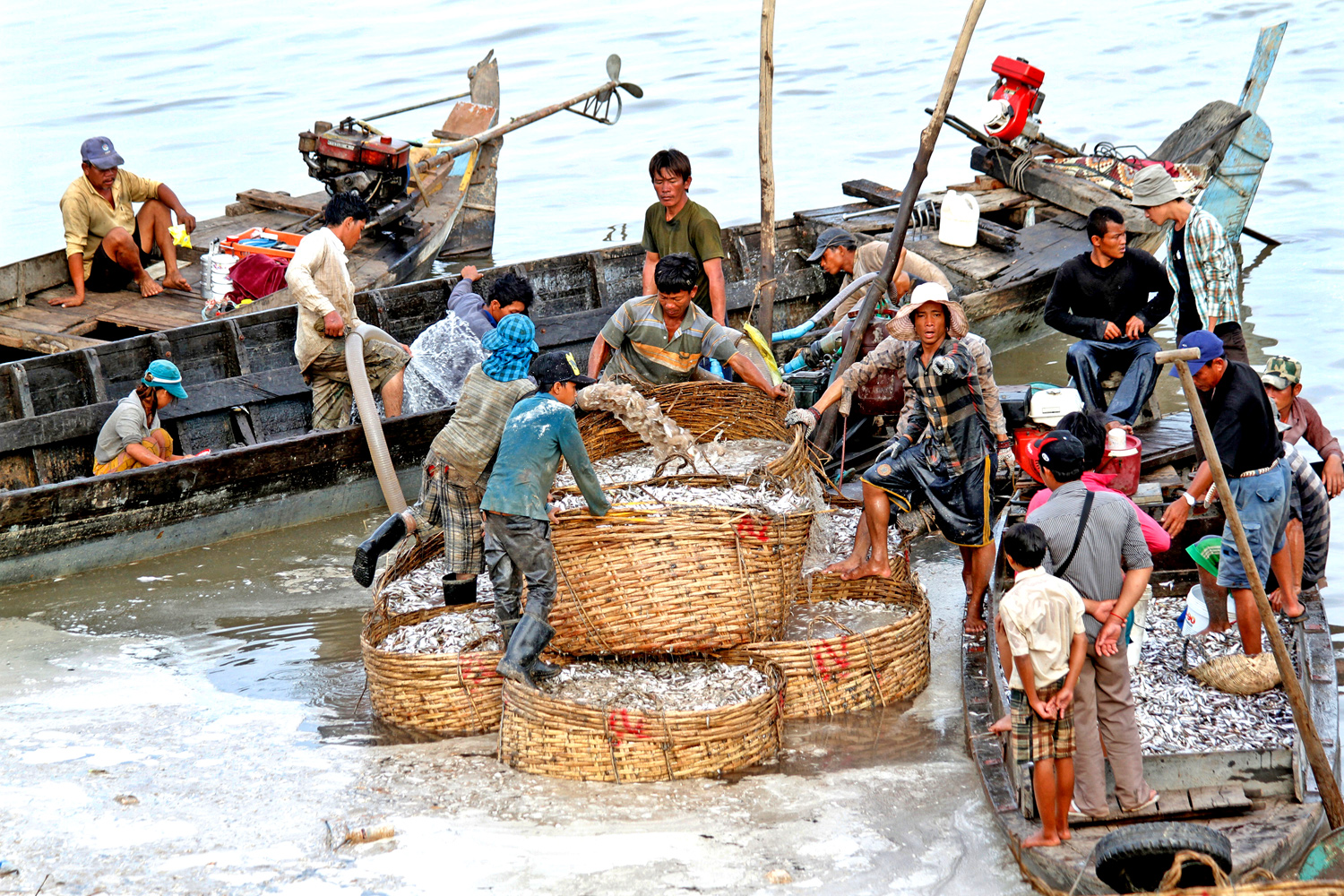 Tecniche di pesca, pescatori, lago Tonle Sap, Siem Reap, Cambogia