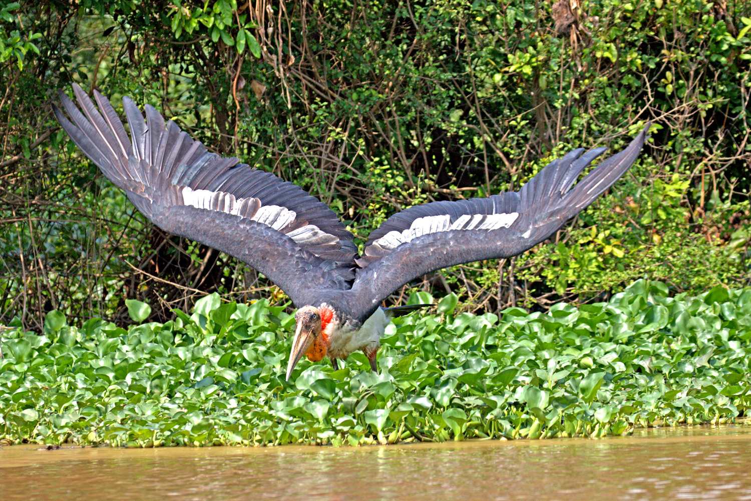 Santuario degli uccelli, Prek Toal, Lago Tonle Sap, Cambogia