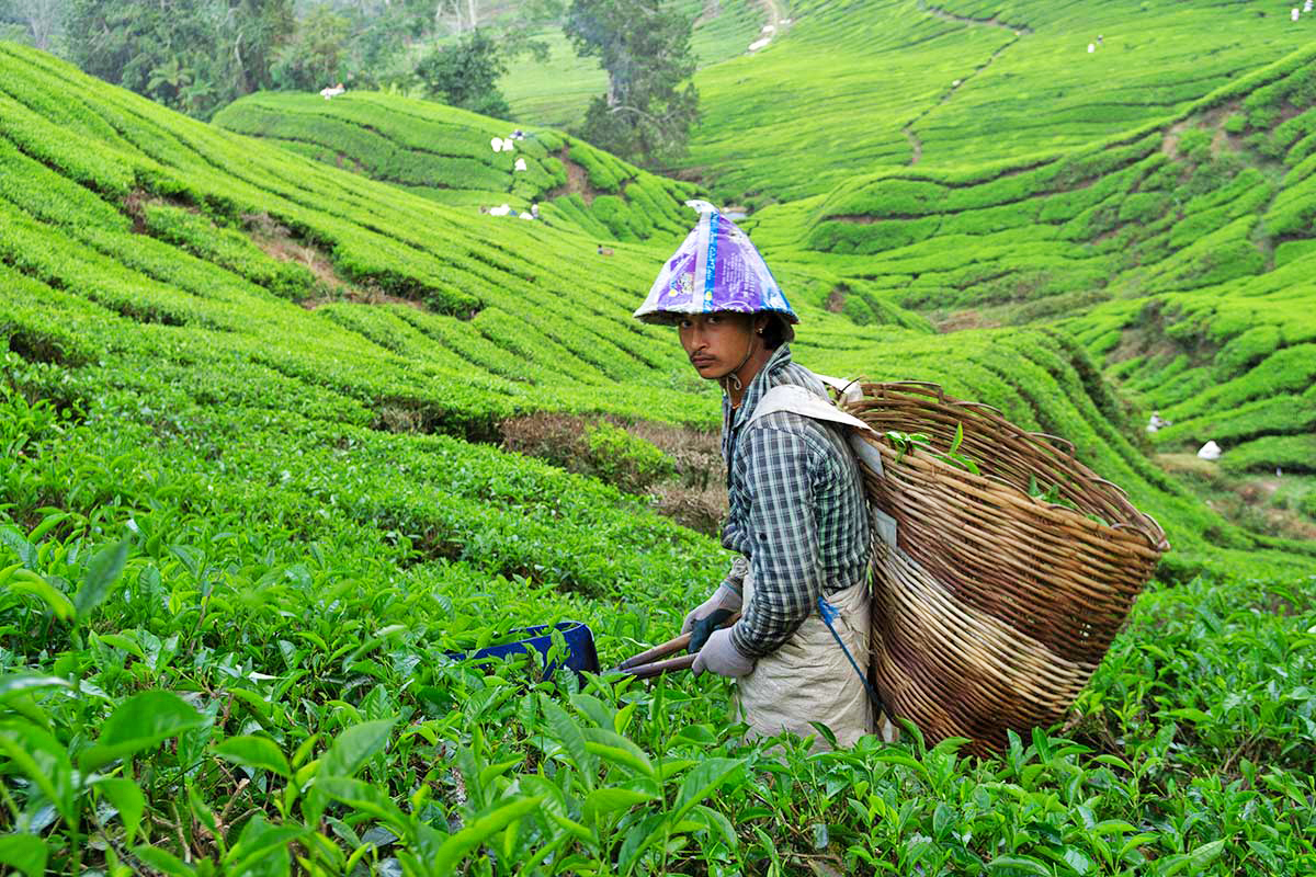 Malesia occidentale cosa vedere: Cameron Highlands