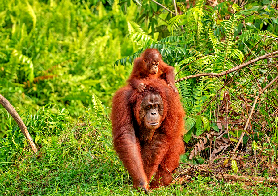 Orangotango Borneo Malese: Malesia Insulare, Santuario Sepilok