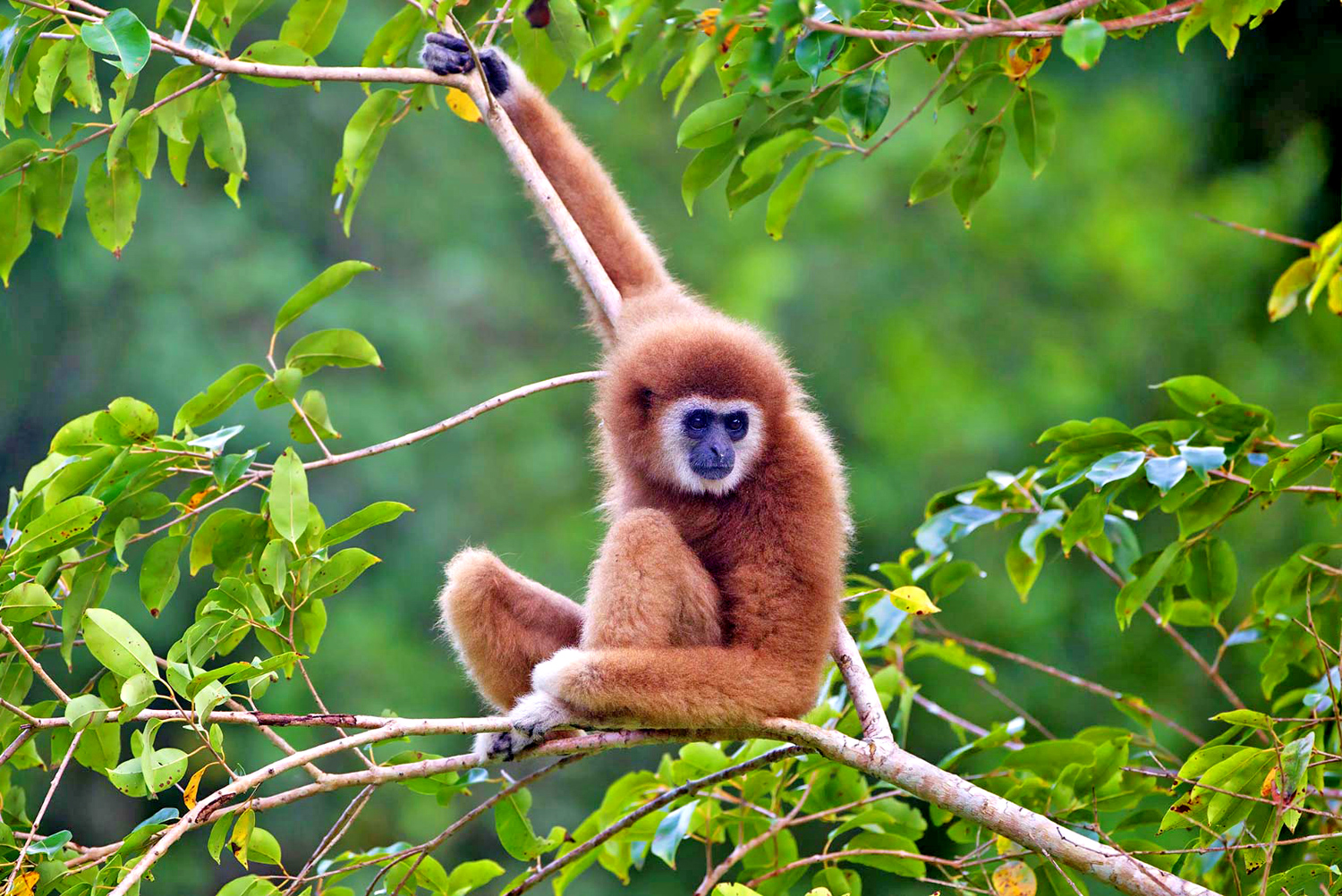 Avvistamenti dei Gibboni durante il trekking al Parco Nazionale di Khao Yai, Khorat, Thailandia