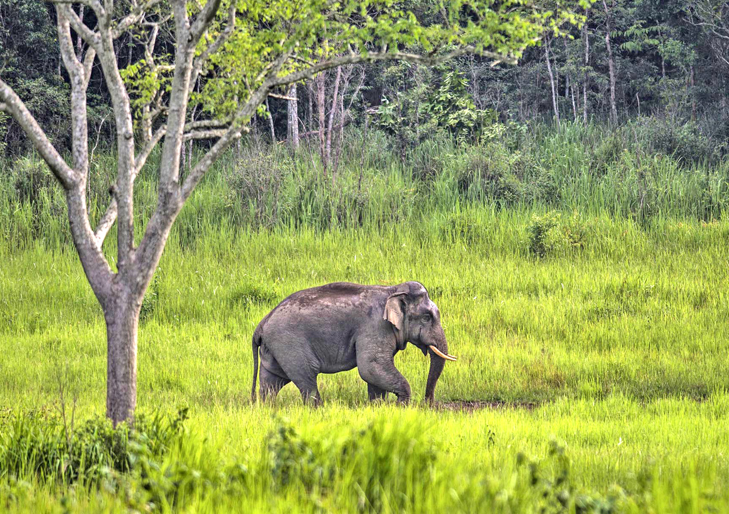Parco Naturale di Khao Yai: avvistamento di Elefanti allo stato libero