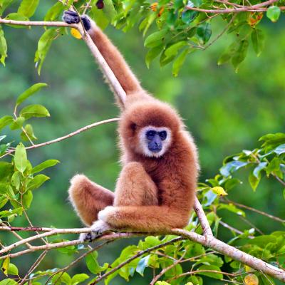 Gibbone Parco Nazionale di Khao Yai