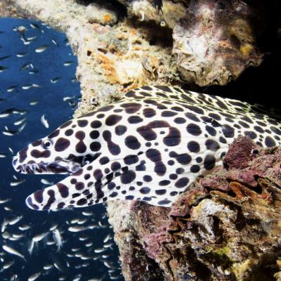 Crociera diving Isole Mergui, Birmania, Volcano
