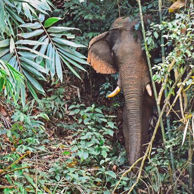 Offerta viaggio in Malesia