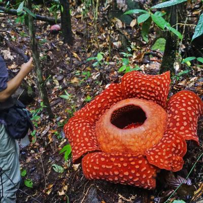 Trekking Malesia, Belum Temenggor rainforest