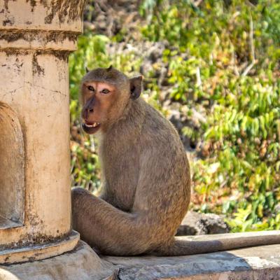 Tempio delle Scimmie Thailandia Centrale