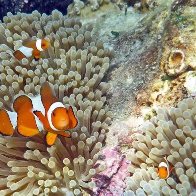 Snorkeling a Phi Phi Island, Thailandia