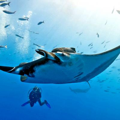 Crociera diving Isole Mergui, Birmania