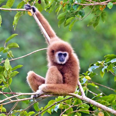 Tour Safari Khao Yai National Park