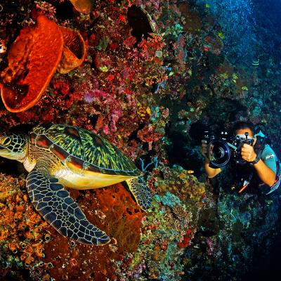 Isole Togian, Sulawesi Diving