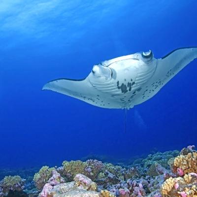 Diving Isole Surin, Thailandia