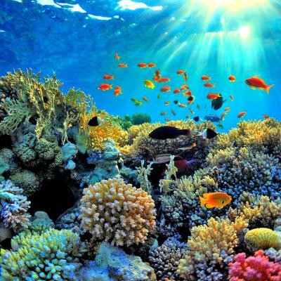 Crociera snorkeling ad Ang Thong, Koh Samui, Thailandia