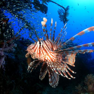 Escursioni Diving Ang Thong Ko Samui