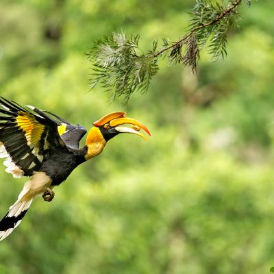 Flora e fauna del Parco Nazionale di Khao Sok, Thailandia