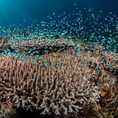 Sulawesi, Indonesia