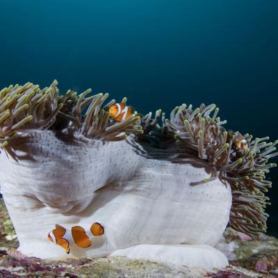 Tour diving 5 giorni 4 notti Isole Similan