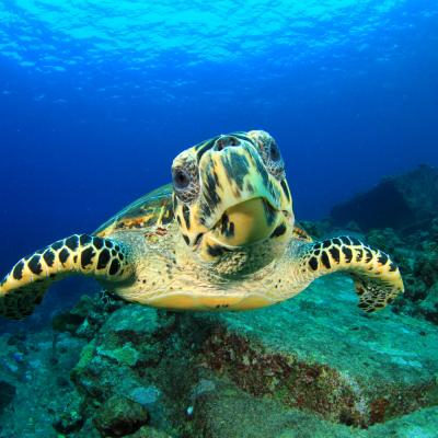 Immersioni Snorkeling Tailandia