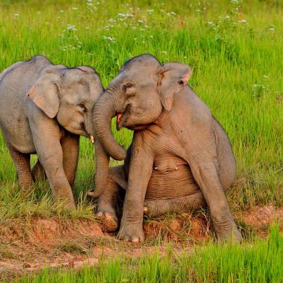 Chiang Mai Nord Thailandia cosa visitare