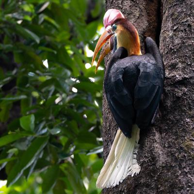 Sulawesi, Indonesia bird watching 