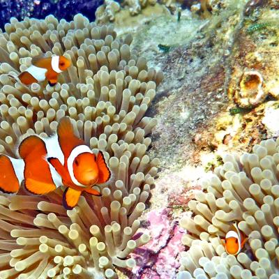 Escursioni snorkeling Koh Yao Noi Tailandia