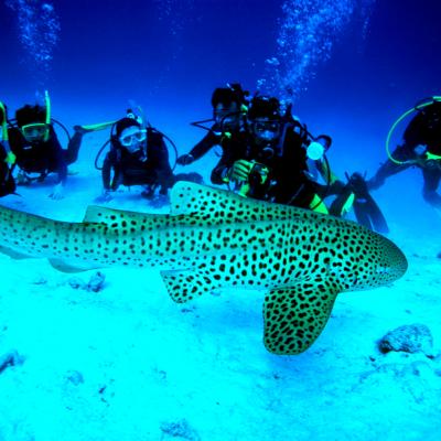 Diving Thailandia