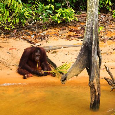 Malesia cosa visitare, cosa vedere