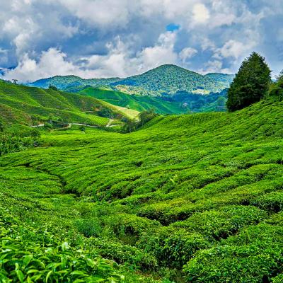 Viaggio di Gruppo in Malesia