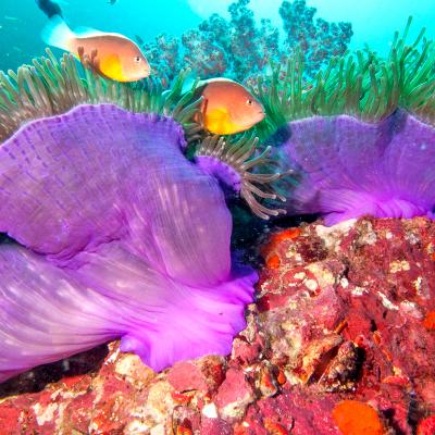 Ruchelieu Rock, Isole Similan, Thailandia