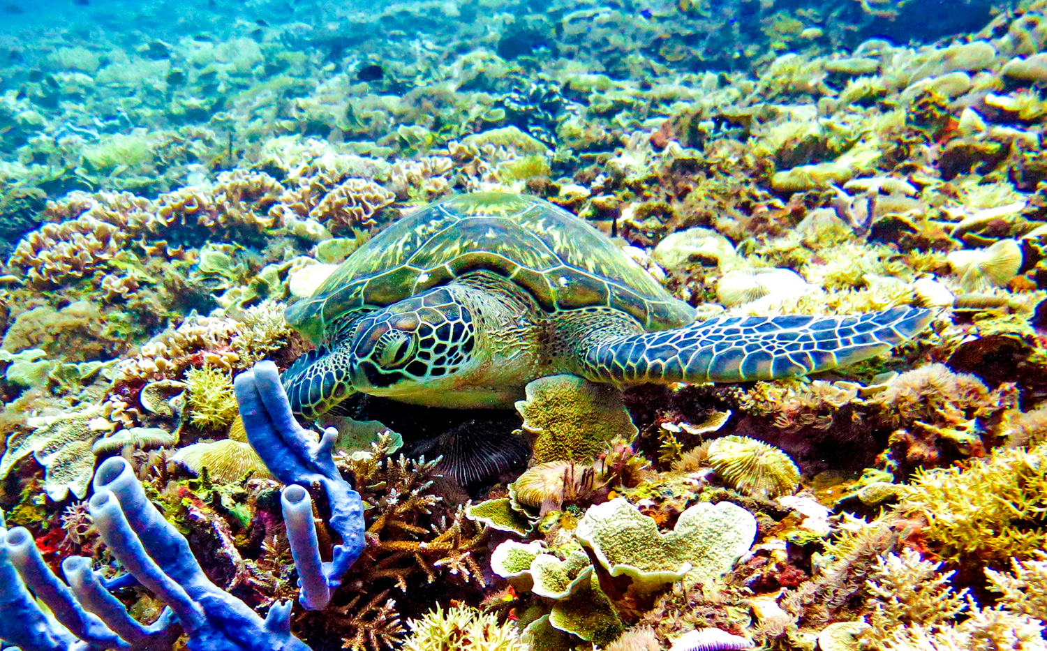 Escursioni diving, snorkeling, Gili Island: tartaruga marina