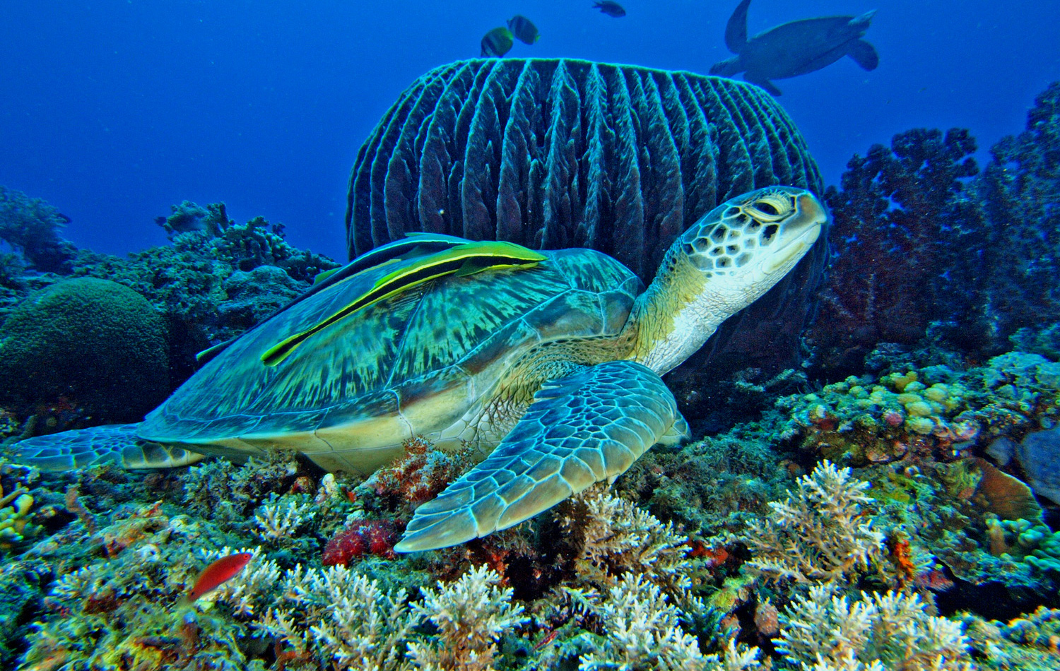 Diving, immersioni, snorkeling, Sulawesi, Indonesia