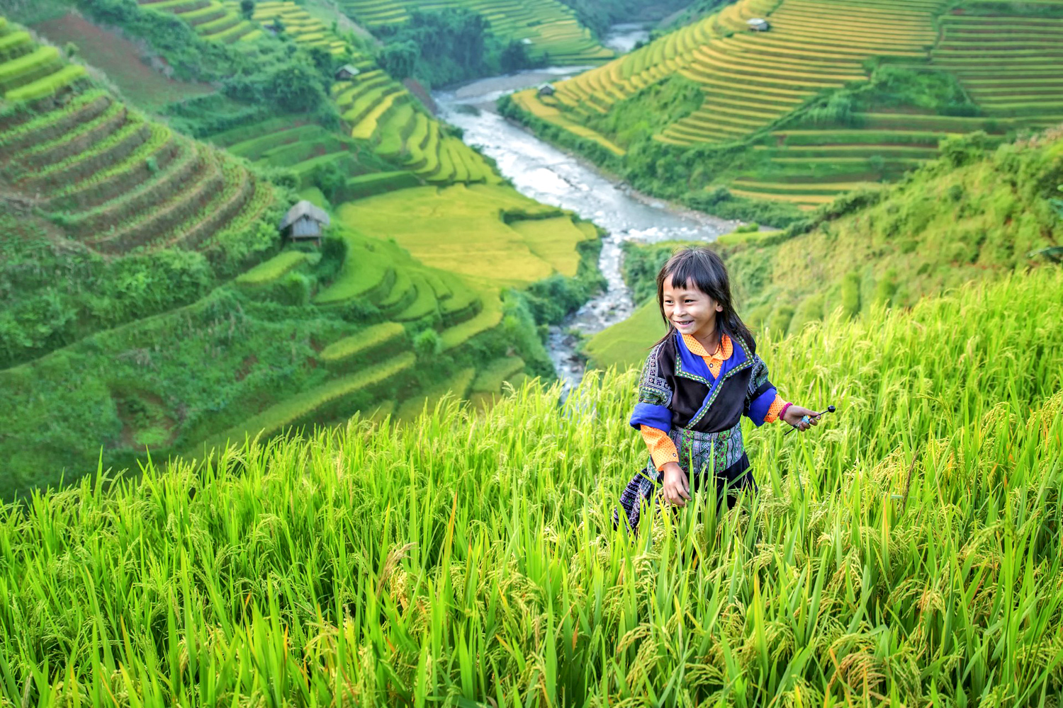Triangolo D'Oro Laos: colitvazione di riso a terrazza