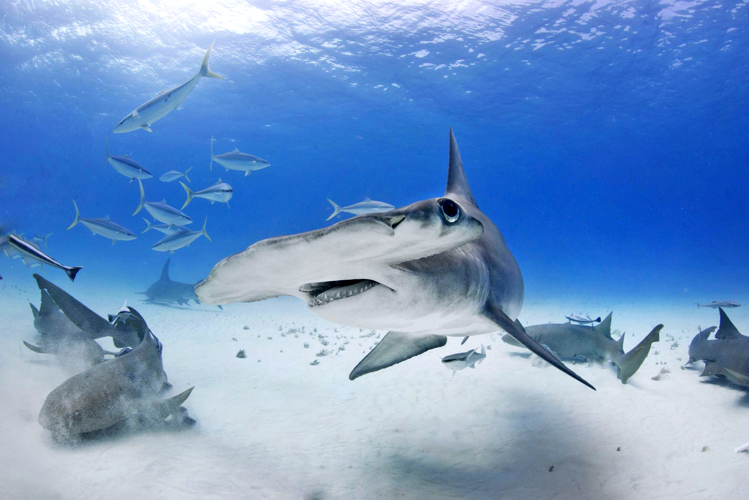 Squali Martello: escursioni diving, Isole Maldive