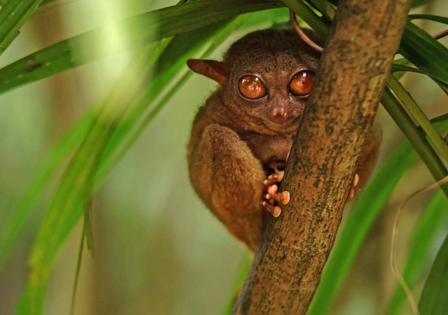 Borneo Malese cosa visitare: Valle del Danum - Lahad Datu - Sabah