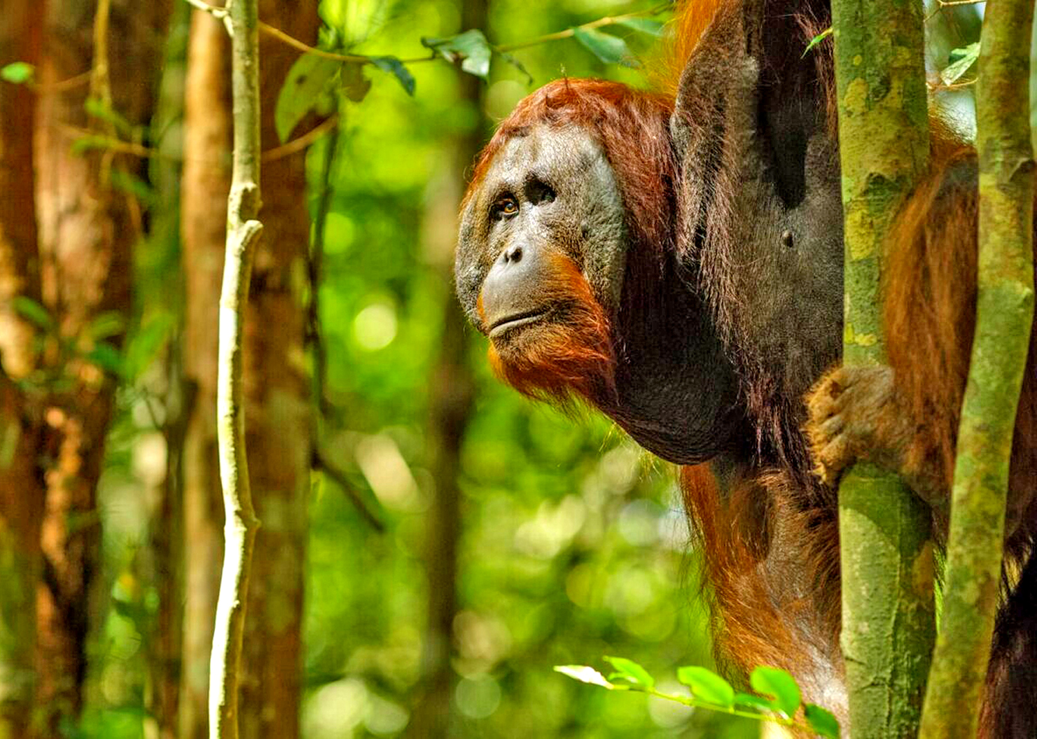 Orangotango Borneo malese: Malesia o Malaysia
