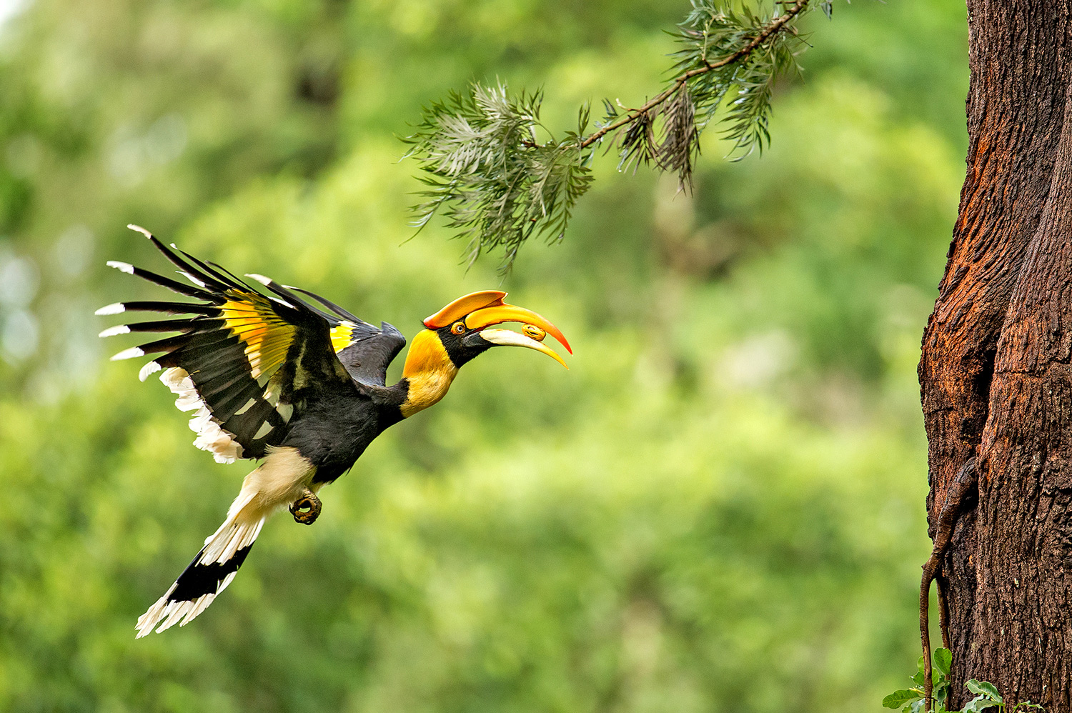 Bucero, uccello tropicale, Parco Nazionale di Erawan, Kanchanaburi, Thailandia