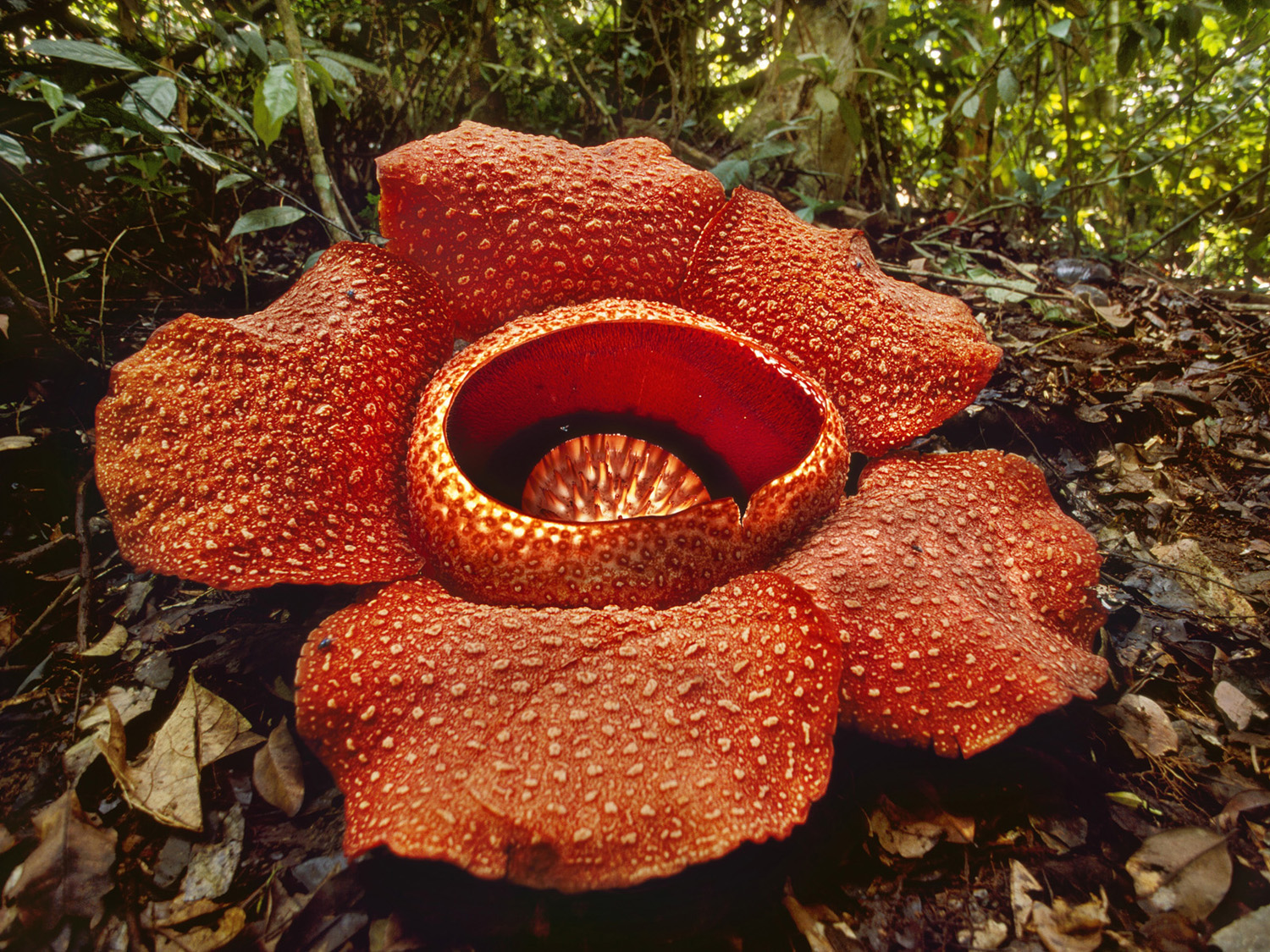 Parco Nazionale di Khao Sok Thailandia: Rafflesia Kerrii