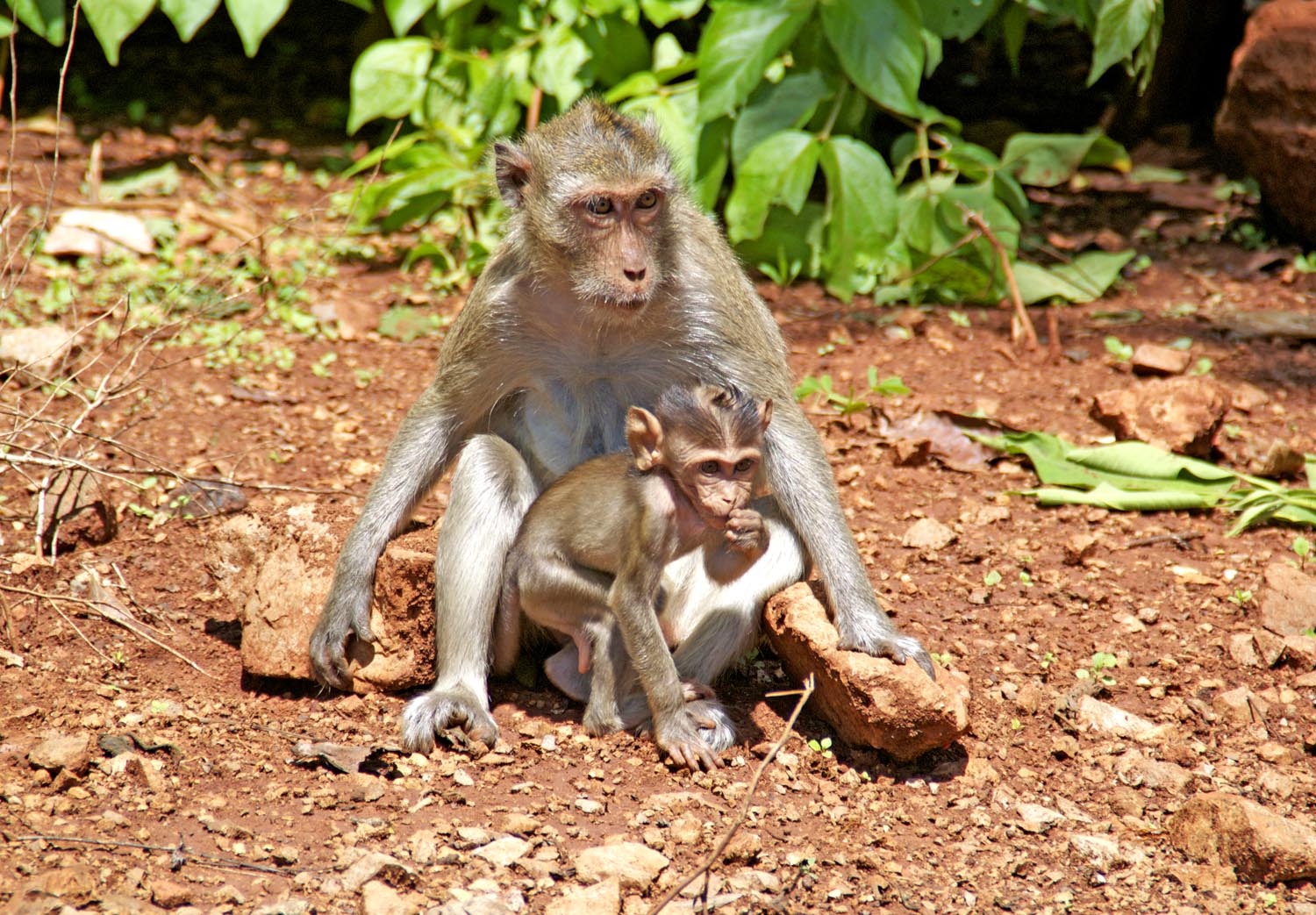Ko Kradan, natura incontaminata, scimmie Macachi