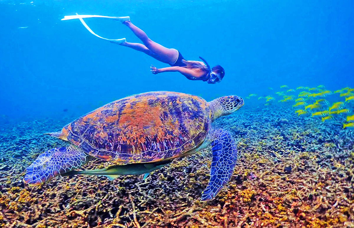 Isola di Koh Tao, dove fare snorkeling