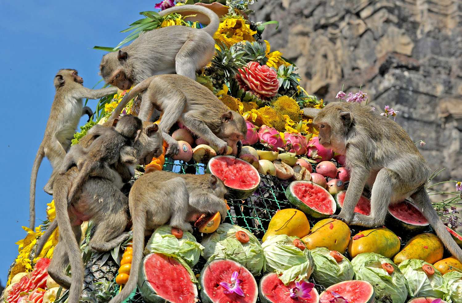 A Lopburi in Novembre is tiene il Monkeys Festival, la Festa della Scimmia