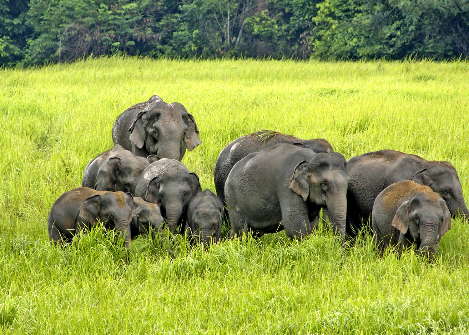 Elefanti liberi nel Parco Nazionale di Khao Yai, Khorat, Nakhon Ratchasima, Thailandia