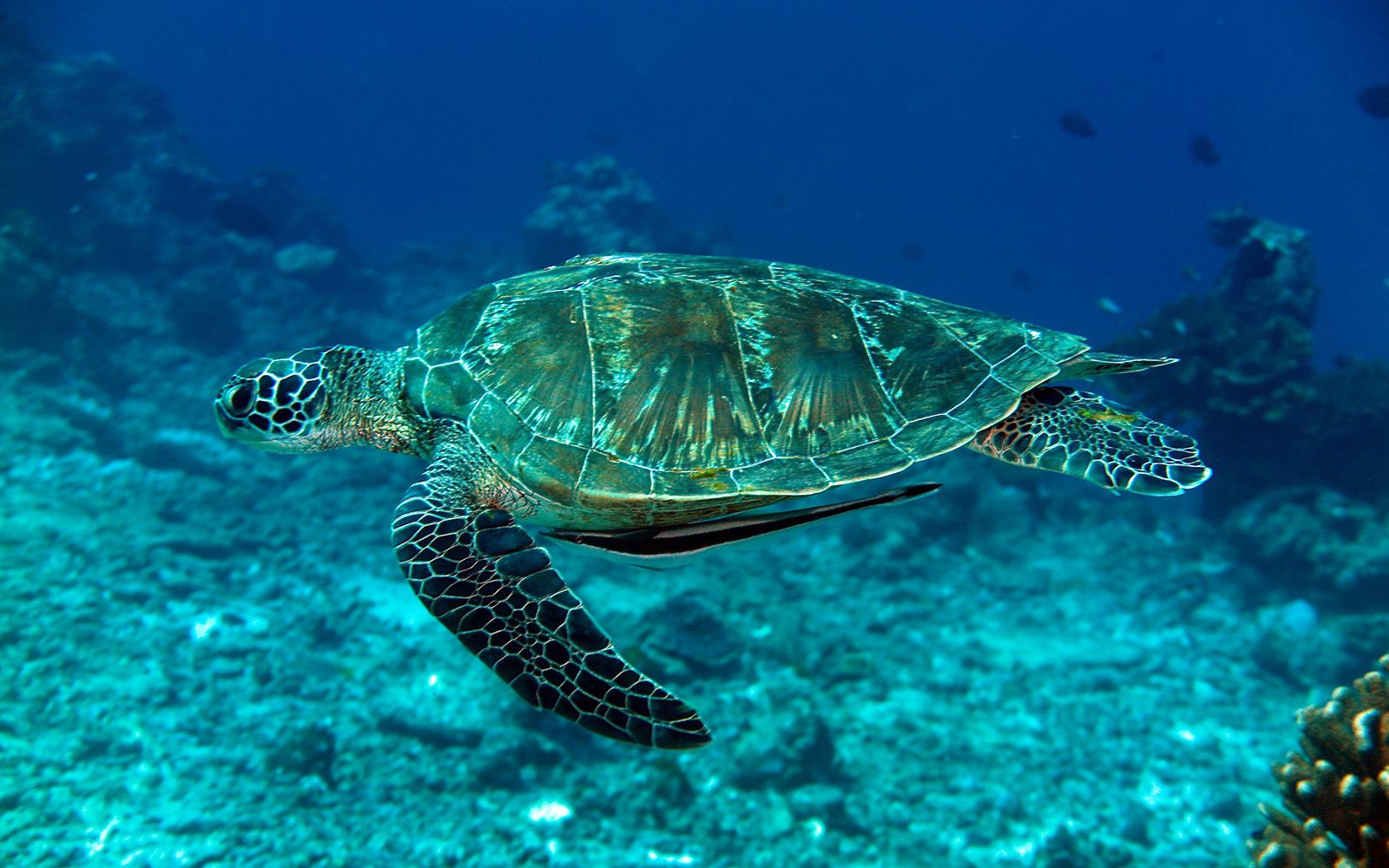 Isole Similan: escursioni Diving Snorkeling