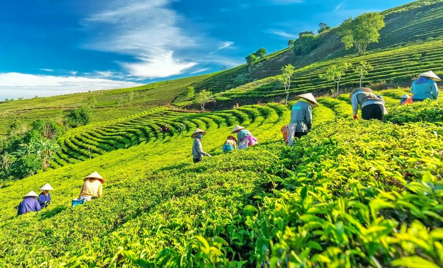 Da Lat, cosa visitare: le Colline del Tè Cau Dat