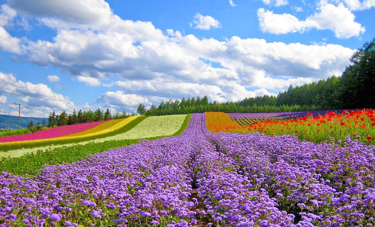 Da Lat, cosa visitare: il Parco dei Fiori