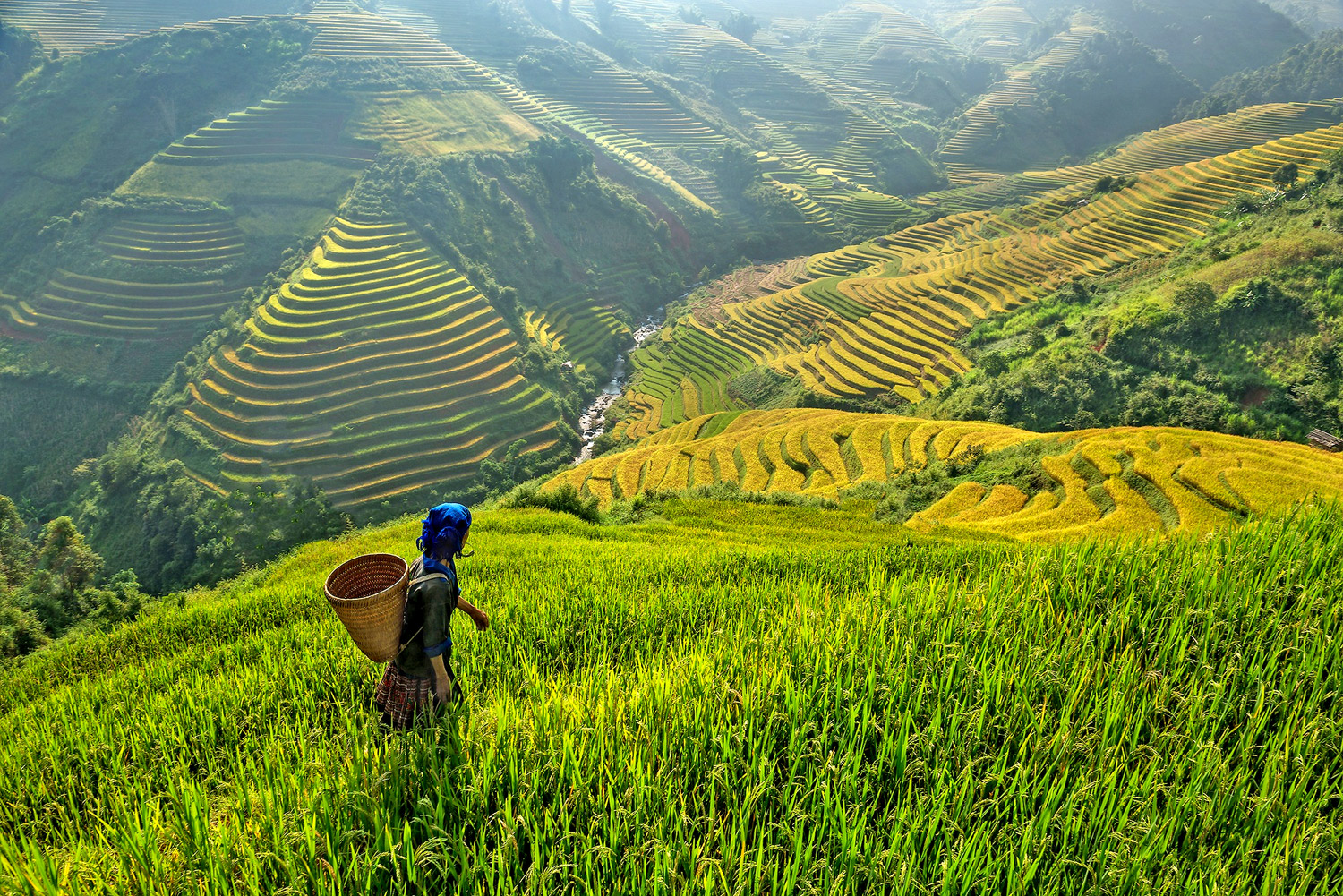 Nord del Vietnam, Lao Cai provincia, Sapa: coltivazioni di riso a terrazza